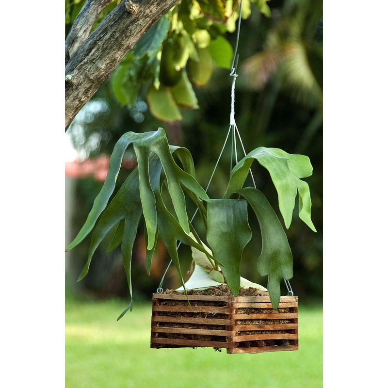 Better-Gro FBA_5271 Basket, Browns