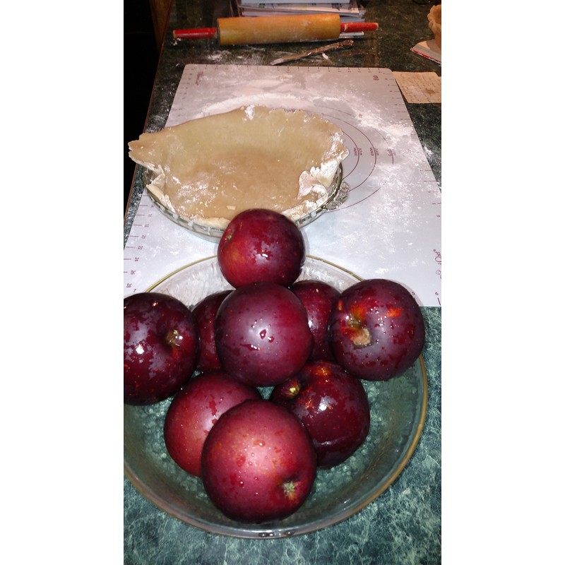 Disposable Apple Maggot Trap Kit 25 Apples, 25 Wire Holders,