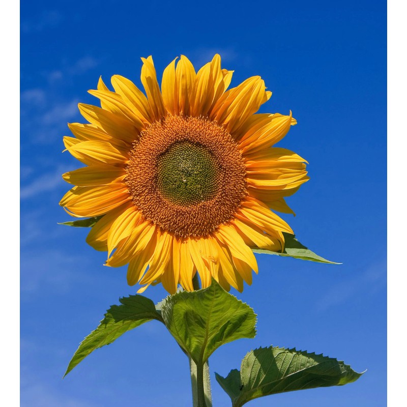 Buy Rare Seeds Helianthus annuus | Common Sunflower | 50_Seeds