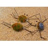 3 Pack | Camo Crab Saltwater Fishing Fly | Permit,