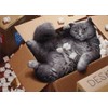 Cat Inside Moving Box - Avanti Funny Encouragement Card