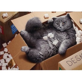 Cat Inside Moving Box - Avanti Funny Encouragement Card