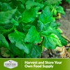 New Zealand Spinach Seed for Planting - 1 Packet with