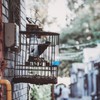 TEHAUX Automatic Bird Water Dispenser, Bird Drinker Cage Feeders Parrot
