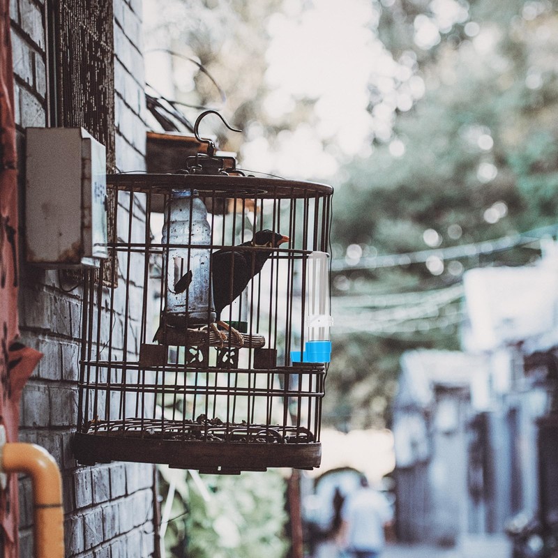 TEHAUX Automatic Bird Water Dispenser, Bird Drinker Cage Feeders Parrot
