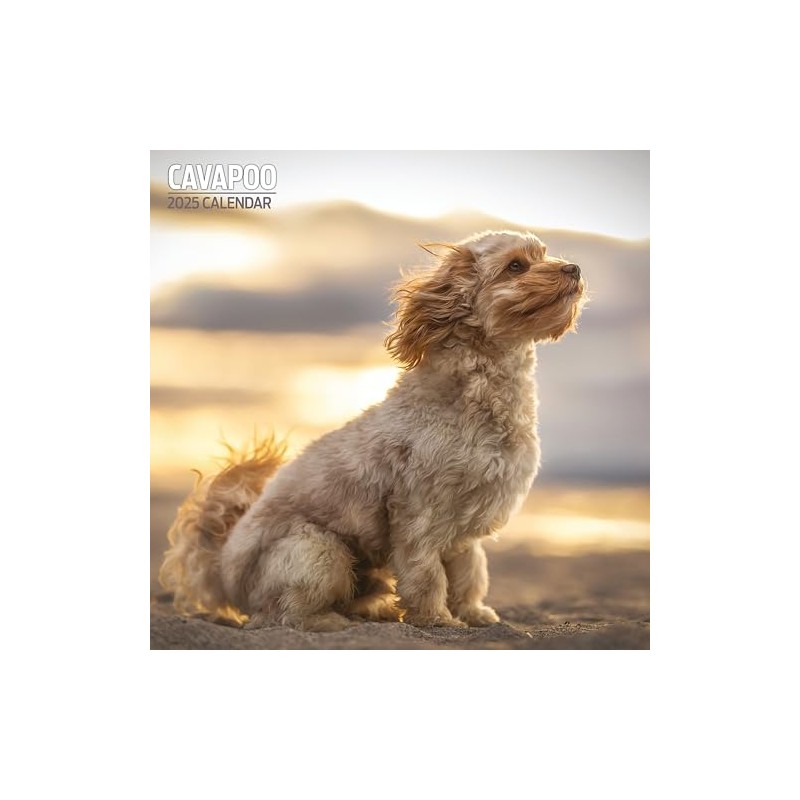 Cavapoo Traditional Calendar 2025