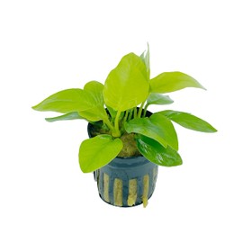 Anubias Nana Golden and Java Fern Tall 2 Pots - Live Aquarium Plant Snail Free