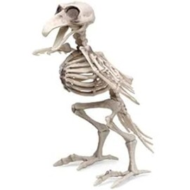 Atosa 64140 Bird Skeleton, 19 x 12 cm