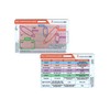 EKG STEMI Analysis Badge Card for Rapid Interpretation – Compatible