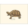 Earth Sky + Water - Freshwater Turtle Assortment Notecard Set