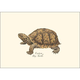 Earth Sky + Water - Freshwater Turtle Assortment Notecard Set - 8 Blank Cards with Envelopes (4 each of 2 styles)