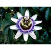 22Day Seeds: Seeds Purple Passionflower/Maypop/Perennial Flowers