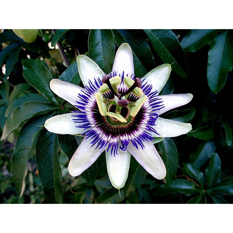 22Day Seeds: Seeds Purple Passionflower/Maypop/Perennial Flowers