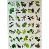 Buzz BRITISH TREE LEAF Nature Identification Poster - 35 Images