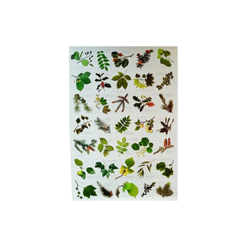Buzz BRITISH TREE LEAF Nature Identification Poster - 35 Images