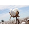 Cotton Seed Pure White, 8 Onces Over 1700 Seeds