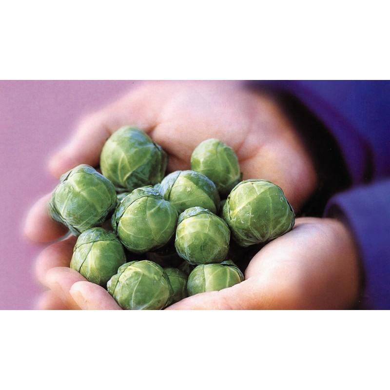 Seeds4planting - Seeds Brussels Sprouts Cabbage Green Indoor Heirloom Vegetable