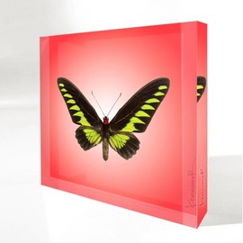 Trogonoptera Brookiana Butterfly | Petite Art Block - Color: Gradient
