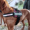 EZYDOG Convert Dog Harness | Magnetic Handle, Anti Pull Harness,