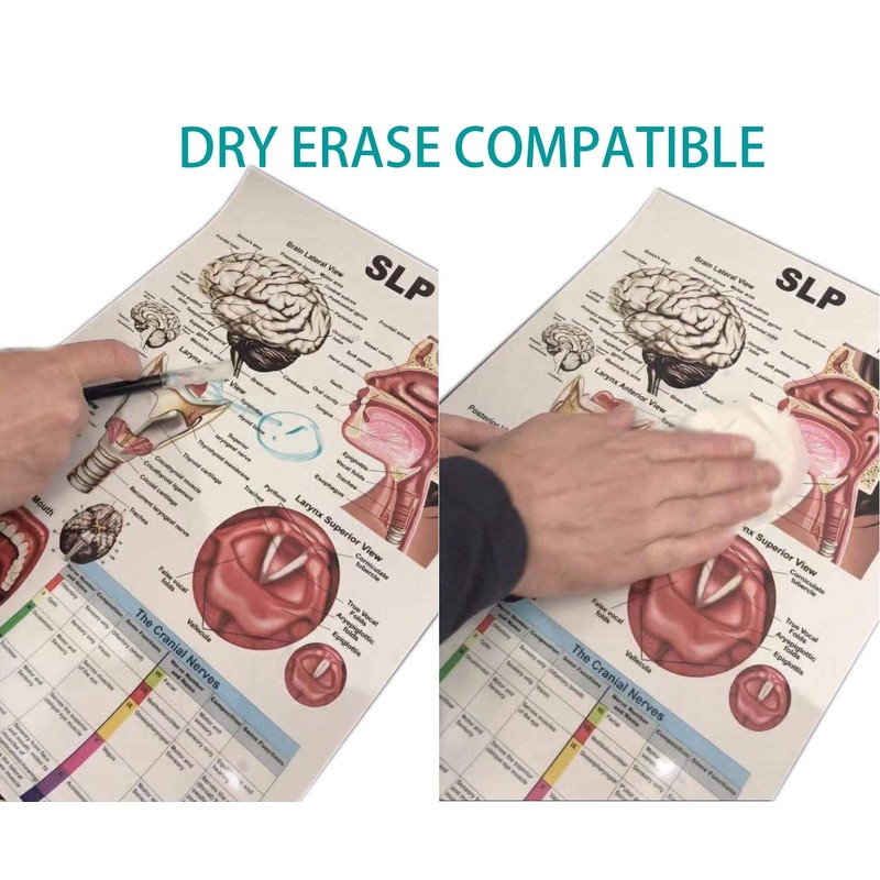 Pregnancy and Birth Poster 12 x 17