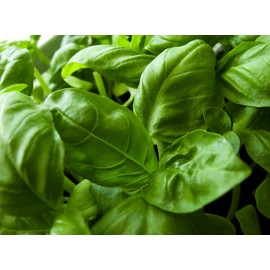 Basil Herb Seeds- Italian Large Leaf- 300+ Seeds