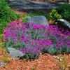 Outsidepride Dianthus Cheddar Pink - 2000 Seeds