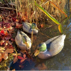Mallard Duck Hunting Shooting Floating Decoy Pond Decoration Large (Pack of 3)