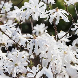 Star Magnolia Seeds Magnolia Stellata 'Royal Star' Fragrant Hardy Cut Flower Attracts Birds & Butterflies Patio Borders Outdoor 5Pcs Flower Seeds by YEGAOL Garden