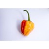 Peppapeach Stripey Malawi Piquante Pepperdew Heirloom Pepper Premium Seeds for