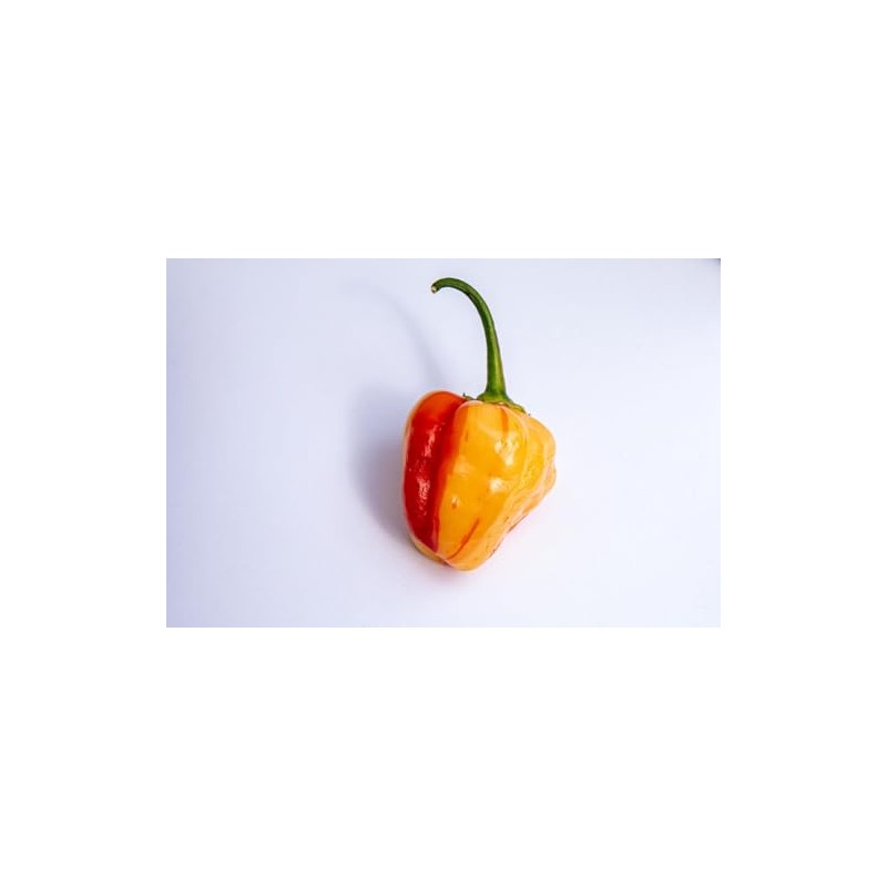 Peppapeach Stripey Malawi Piquante Pepperdew Heirloom Pepper Premium Seeds for