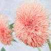 50pcs Pink Pooh Sunflower Seeds - Unique Pink Blooms, Non-GMO,