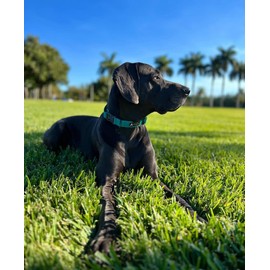 OllyDog Tilden Collar, Waterproof Dog Collar with Quick Release Buckle, Coated Stink-Proof Webbing, Lightweight Collar for Large, Medium and Small Dogs (Large, Teal)