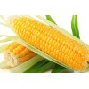 Corn Seeds 500+ Sweet Golden Bantam Corn Seeds - Heirloom