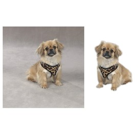 Zack & Zoey Zebra or Leopard Print Soft Plush Dog Harness Durable Reliable Walk Safety(XSmall Zebra Print)