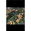 Tree 1 LOQUAT Tree from Seeds ORGANIC -NO POT- 6-8”FREE