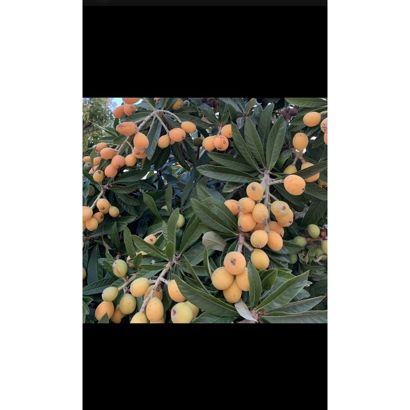 Tree 1 LOQUAT Tree from Seeds ORGANIC -NO POT- 6-8”FREE