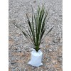 Yucca 1 Yucca Large Plants Are 15-20 Inches Plus Tall