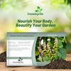 Outsidepride Basella Rubra Malabar Spinach Seeds - 100 Pcs. Perennial,