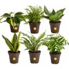 Costa Farms Live Indoor Plant Bundle in Plastic Pots, Easy