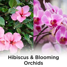 Air Wick Plug in Scented Oil Refill, 5 ct, Hibiscus and Blooming Orchids, Air Freshener, Essential Oils, Spring Collection