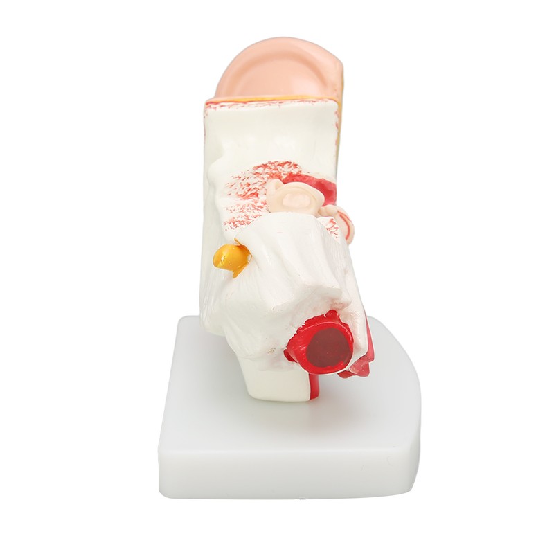 Human Ear Anatomical Model Clear Structure Simulation Inner Ear Model