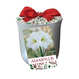 White Christmas Amaryllis in Sliver Ceramic Planter
