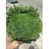 2 Musgo Pasto Coreano