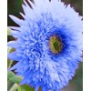 Purple Giant Teddy Bear Sunflower Seeds - 100 Pcs- Attracts
