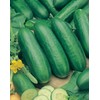 Mr Fothergills Mr Fothergill's 16918 Vegetable Seeds, Cucumber Socrates F1