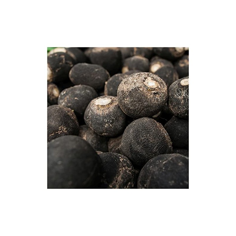 Everwilde Farms - 1/4 Lb Black Spanish Round Radish Seeds