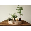 Creative Co-Op Paulownia Wood Hand Carved Tray