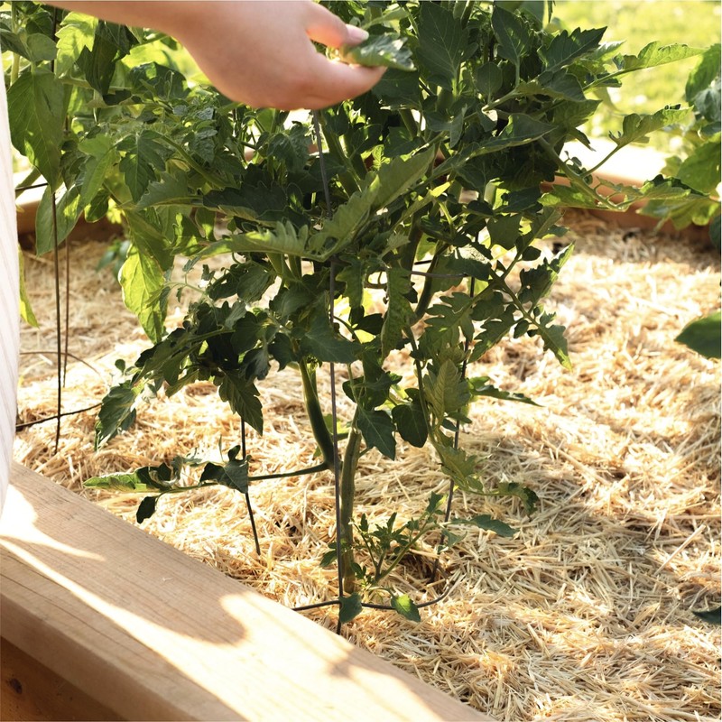 HealthiStraw GardenStraw Mulch Box, 2 cu ft (10 lb) –
