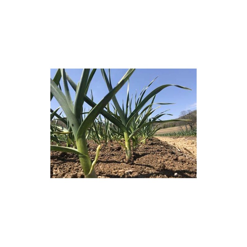 Fresh Garlic - 500gram