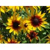 Rudbeckia Seeds for Planting 5g Black Eyed Suan Vine Perennial